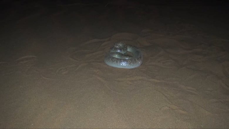 السعودية.. شاهد كيف يختفي الثعبان الدفان تحت الرمال أمام عينيك