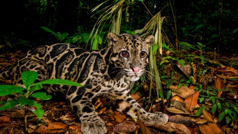 منها النمر الملطَّخ.. تمنح هذه الصور النادرة لمحة عن حياة القطط البرية في غابات ماليزيا الاستوائية
