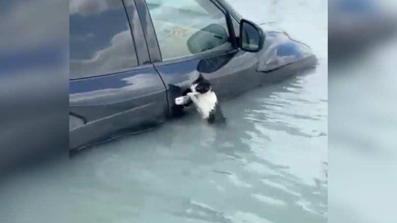 فيديو للحظة إنقاذ قطة عالقة بمياه الأمطار في دبي يثير تفاعلا  