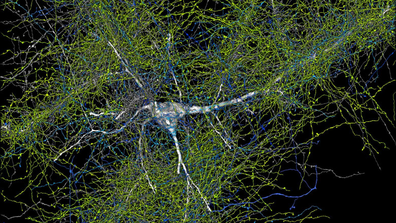 "غوغل" وجامعة هارفارد يكشفان عن الخريطة الأكثر تفصيلاً على الإطلاق للدماغ البشري
