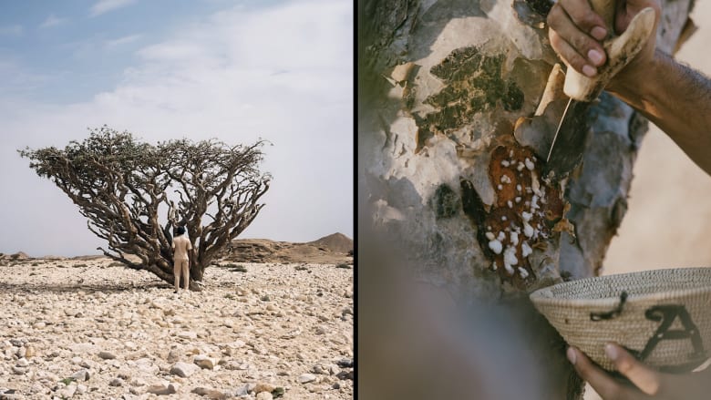 شجرة "تذرف الدموع" في سلطنة عُمان..هكذا تُستخرج "رائحة الملوك"
