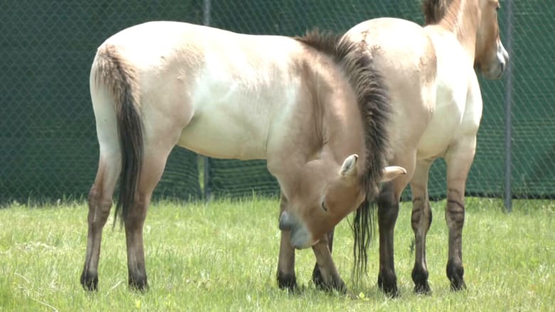 حصان بري نادر الوجود تقتني منه حديقة حيوان اثنان منها شاهد كيف تبدو