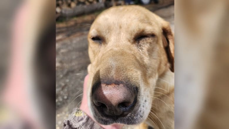 رجل يطالب بمحاسبة ساعي بريد اعتدى على كلبه برشه برذاذ الفلفل دون سابق إنذار