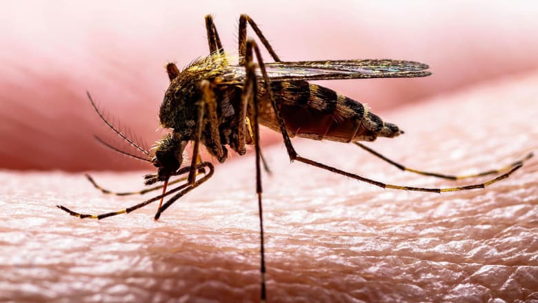 "بعوضة مترو أنفاق لندن" أقدم بكثير ممّا كان يُعتقد سابقًا