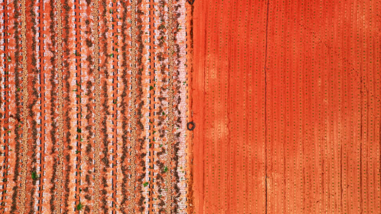 الحقول تتكلم.. صور تُظهر الجمال الخفي للزراعة