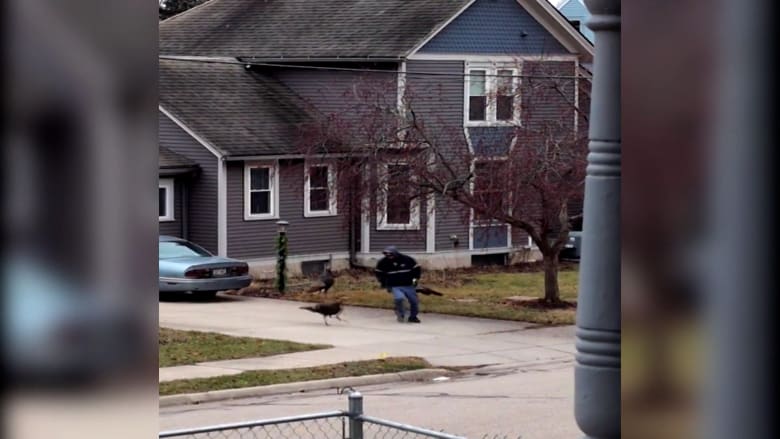 كاميرا ترصد مجموعة ديوك رومية تطارد ساعي بريد وأطفال وزوار حي بأمريكا