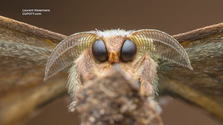 مشاهد نادرة لعوالم خفيّة.. شاهد الصور الفائزة بمسابقة التصوير المقرّب