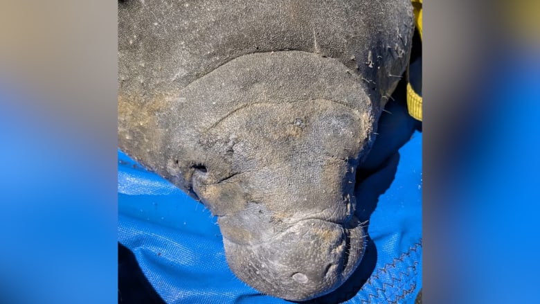 خروف بحر يزن 410 أرطال يعلق ببالوعة تصريف مياه أمطار.. طريقة اكتشافه ستصدمك