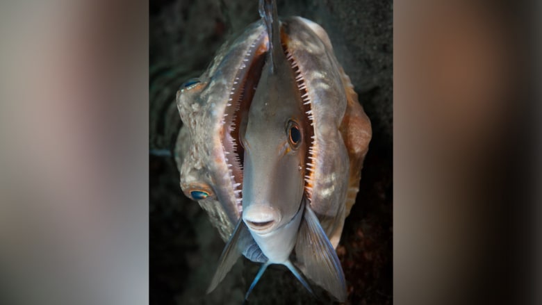 لقطة نادرة.. سمكة تحافظ على هدوئها بين فكّي مفترس