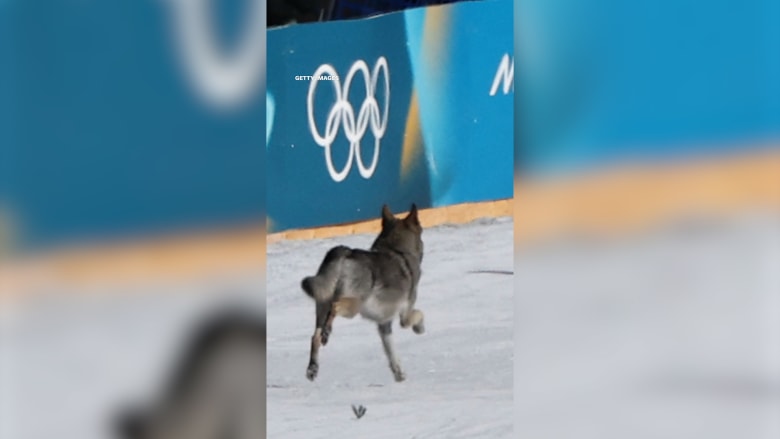 لحظة غير متوقعة.. كلب ينضم إلى سباق سيدات خلال الألعاب الأولمبية الشتوية