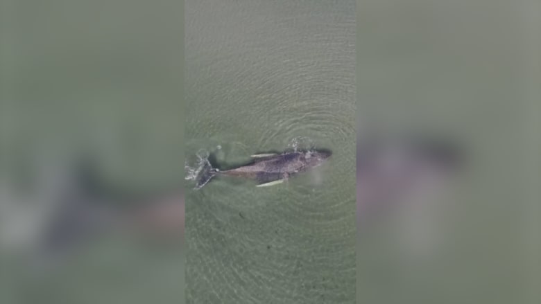 شاهد لحظة إنقاذ حوت أحدب عالق في مياه ضحلة