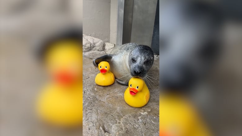 فقمة مولعة بدمى البط المطاطي تخطف الأنظار في حوض أسماك نيو إنغلاند