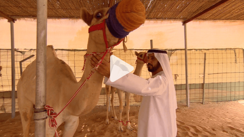 العلاقة القوية بين الجمال ومالكيها.. لم يهز عرشها فيروس "ميرس" العلاقة القوية بين الجمال ومالكيها.. لم يهز عرشها فيروس "ميرس"