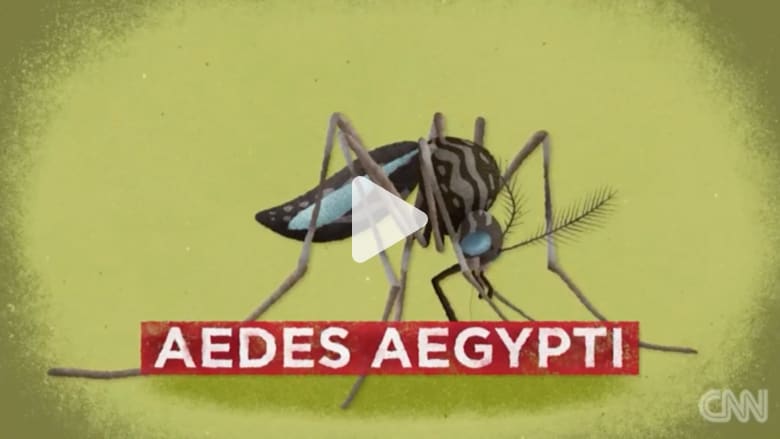 معلومة سريعة.. كيف تحمي نفسك من خطر فيروس زيكا؟ معلومة سريعة.. كيف تحمي نفسك من خطر فيروس زيكا؟