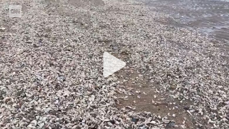انجراف آلاف نجوم البحر الميتة إلى شواطئ بريطانيا انجراف آلاف نجوم البحر الميتة إلى شواطئ بريطانيا
