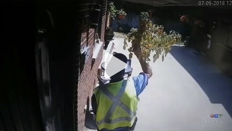 شاهد.. ساعي بريد متهم بسرقة الطماطم والسناجب بريئة شاهد.. ساعي بريد متهم بسرقة الطماطم والسناجب بريئة