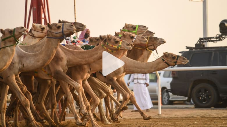 غينيس تعلن مهرجان ولي العهد للهجن في السعودية الأكبر بالعالم غينيس تعلن مهرجان ولي العهد للهجن في السعودية الأكبر بالعالم