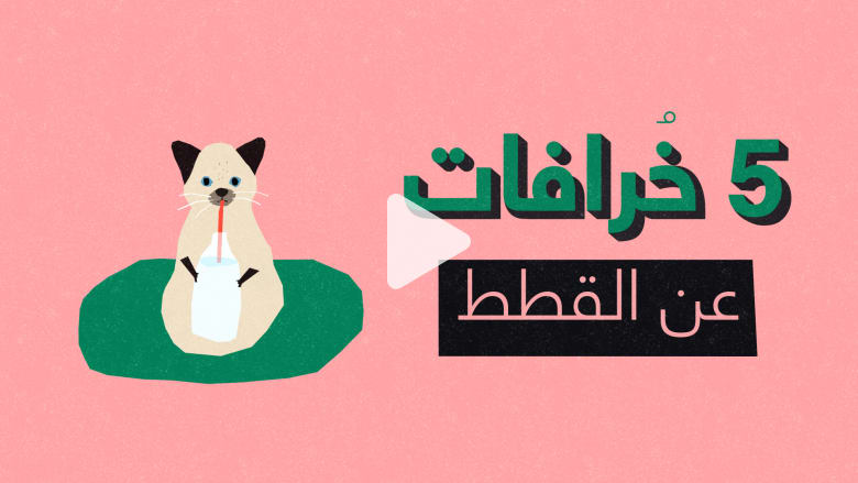 خمس خرافات عن القطط خمس خرافات عن القطط