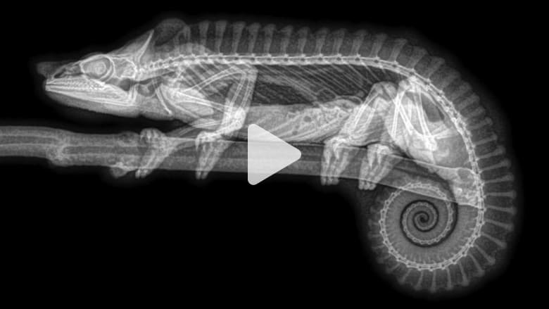 صور لحيوانات بالأشعة السينية “X-Ray” كما لم تراها من قبل صور لحيوانات بالأشعة السينية “X-Ray” كما لم تراها من قبل