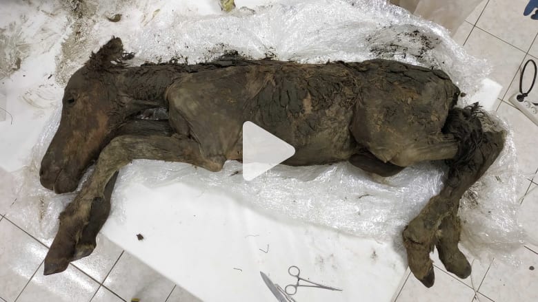 العثور على دم سائل وبول في جثة مهر عمرها 42 ألف سنة العثور على دم سائل وبول في جثة مهر عمرها 42 ألف سنة