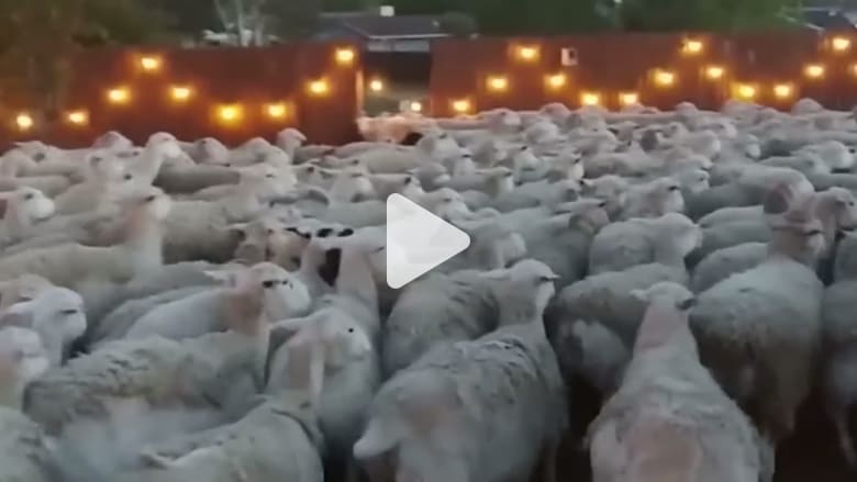 بسبب خطأ بسيط.. قطيع ضخم من الأغنام يغزو منزله بسبب خطأ بسيط.. قطيع ضخم من الأغنام يغزو منزله
