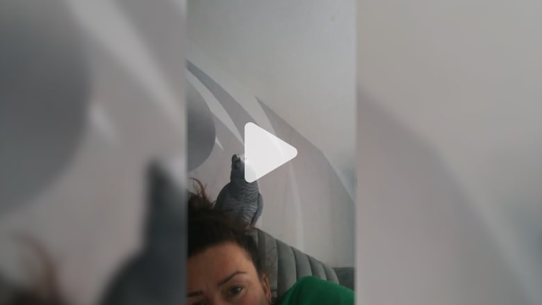 ببغاء يغني "مو صلاح".. مشاهدة واحدة قد لا تكفيك ببغاء يغني "مو صلاح".. مشاهدة واحدة قد لا تكفيك