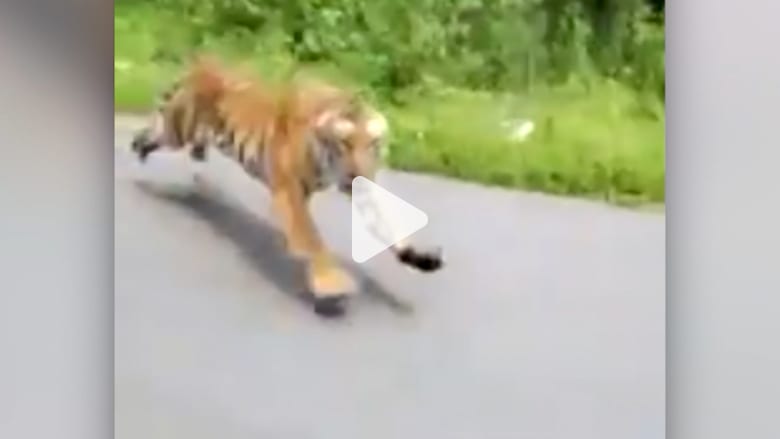 190703121856-india-tiger-chases-motorcycle-2.jpg 190703121856-india-tiger-chases-motorcycle-2.jpg