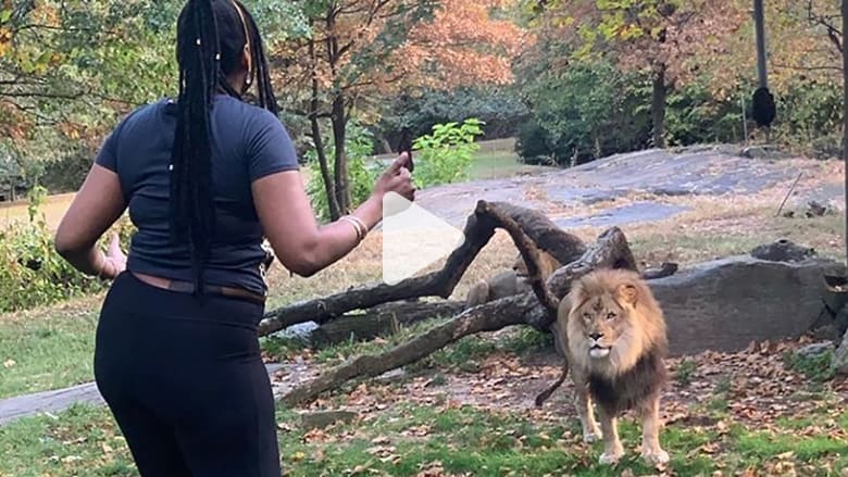 فيديو يظهر امرأة تسخر من أسد وترقص داخل حظيرته Cnn Arabic