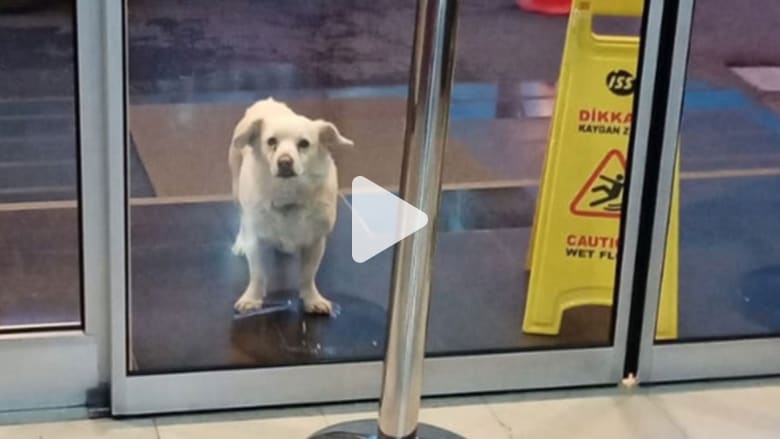شاهد.. كلبة مخلصة تنتظر مالكها خارج المستشفى 6 أيام في تركيا