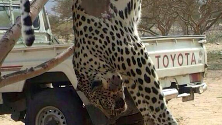 السعودية تحقق في قتل نمر نادر.. العثور عليه مسلوخا بعد أن اشتراه أحد الأشخاص