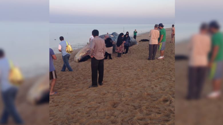 شاب يعثر على حوت نافق على شاطئ بالكويت