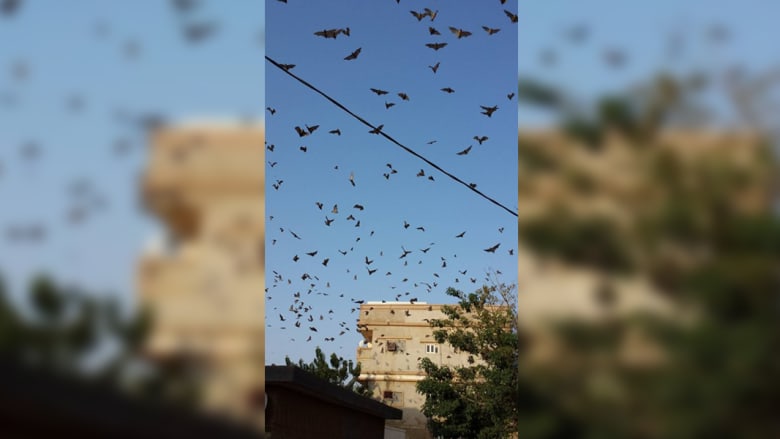 الخفافيش ترعب سكان محافظة بالسعودية