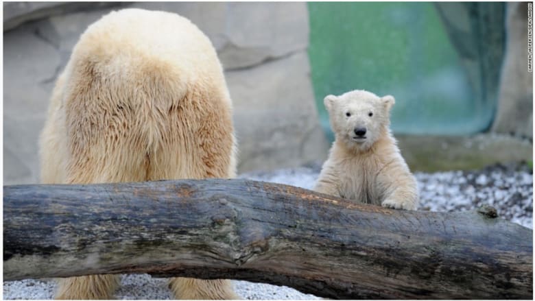 الدب القطبي الأنثى "ليل" في أول يوم لها في الهواء الطلق بحديقة الحيوان في ألمانيا.