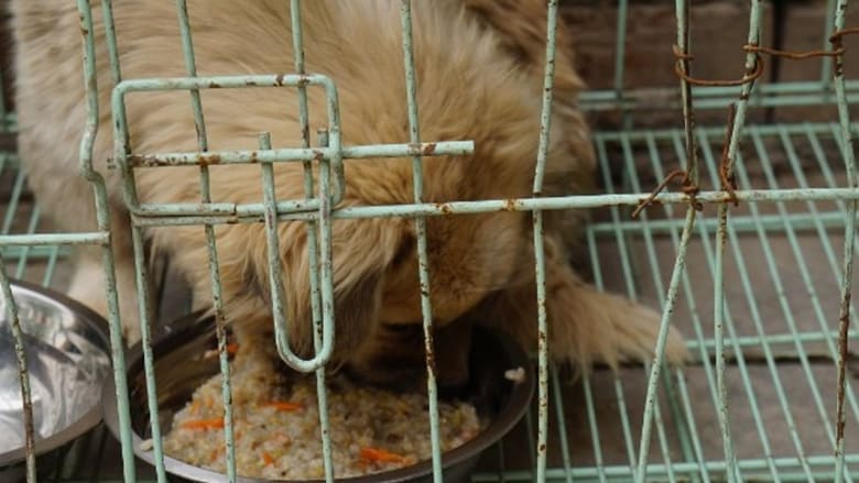 غضب في الصين بعد انتشار صور لدفن عشرات الكلاب وهي حية