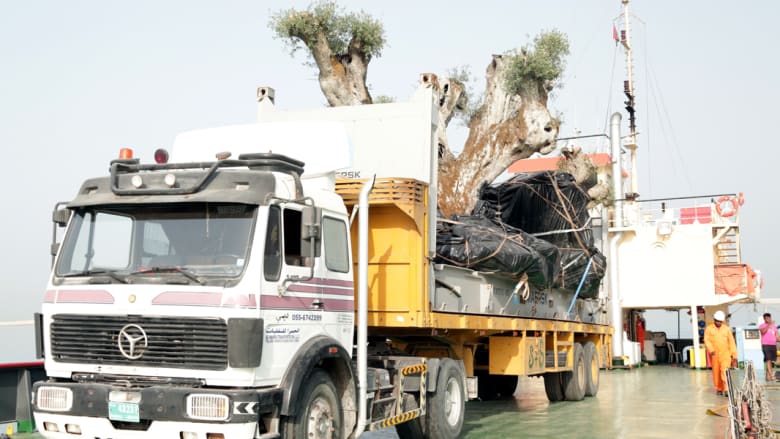 لماذا نقلت 58 شجرة زيتون أوروبية عمرها أكثر من ألف عام إلى دبي؟