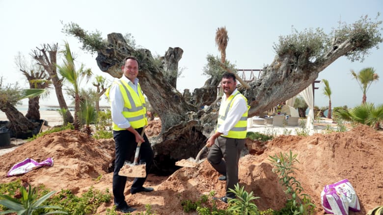 لماذا نقلت 58 شجرة زيتون أوروبية عمرها أكثر من ألف عام إلى دبي؟