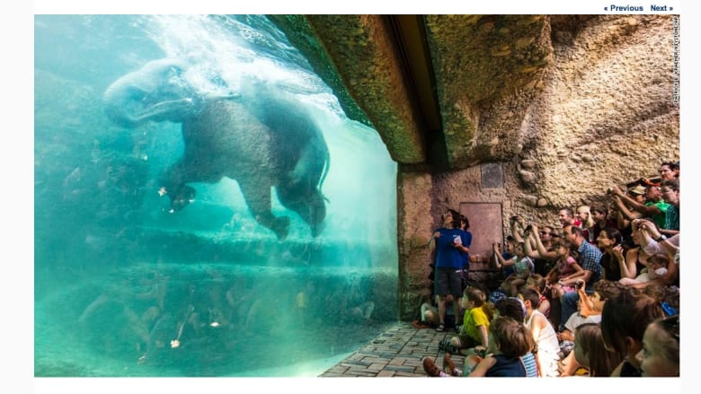 فيل يستحم في حديقة حيوانات زيوريخ في سويسرا.