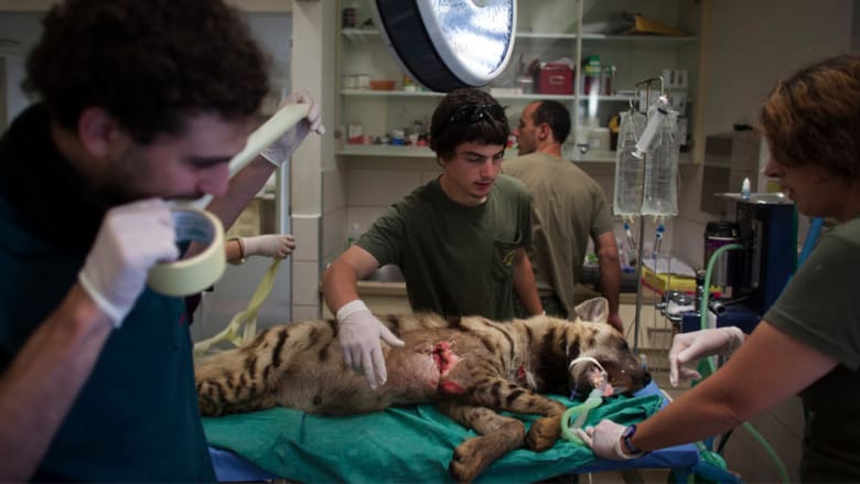 كيف تقدم الرعاية الطبية للحيوانات البرية؟