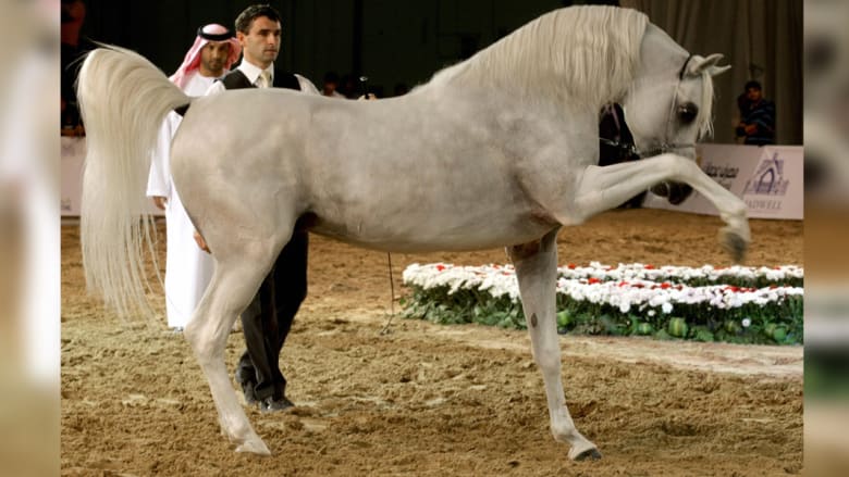 كيف يتم اختيار أجمل الخيول العربية؟