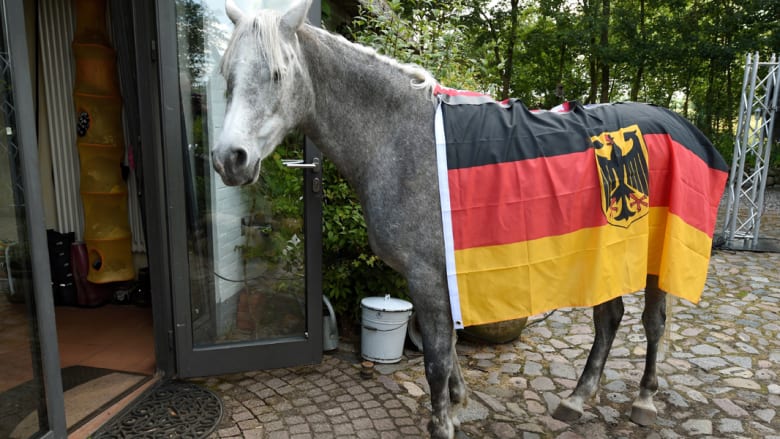 ناصر.. حصان عربي لا يعيش إلا داخل المنزل ويتكهن بمباريات كأس العالم
