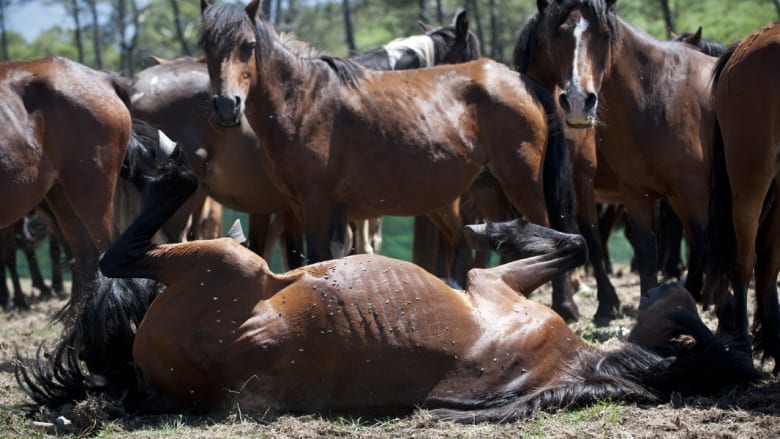 كيف تُروض الخيول البرية في اسبانيا؟