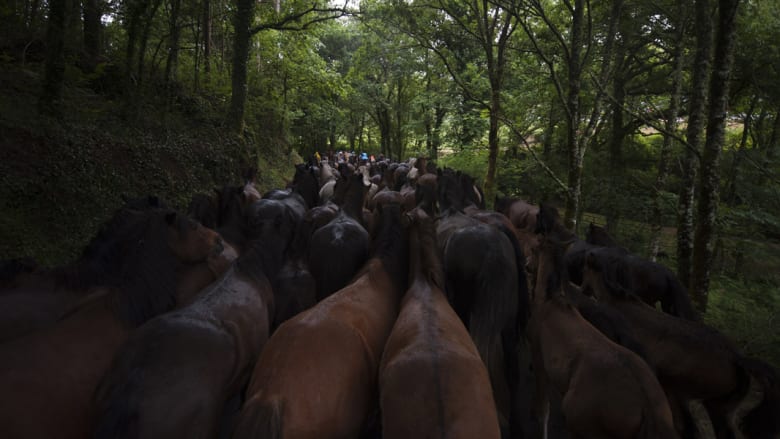 كيف تُروض الخيول البرية في اسبانيا؟