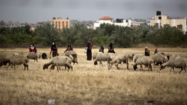منظمة الأغذية والزراعة: غزة تشهد شللاً في الزراعة وتحذيرات من انعدام الأمن الغذائي عن 80 في المائة من سكان القطاع