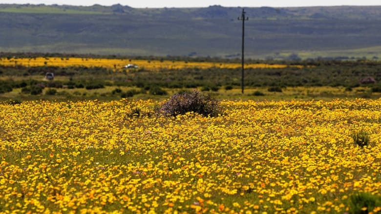 صحراء أفريقيا المقفرة تغطى بعباءة من الزهور