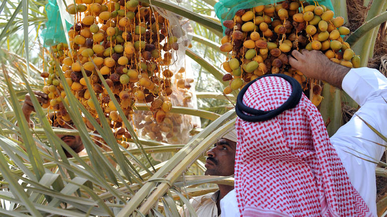 بالصور..التمور الغذاء والدواء للإنسان والاقتصاد في السعودية