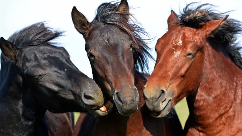 بالصور..هذه الخيول الأوروبية "العاشقة" تكافح الانقراض