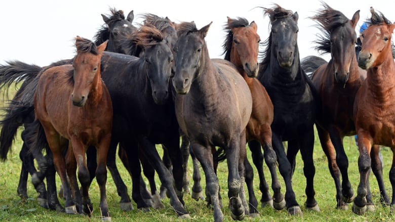بالصور..هذه الخيول الأوروبية "العاشقة" تكافح الانقراض