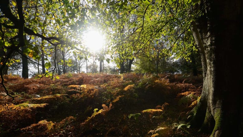 الطبيعة تتجلى في أحلى صورها في استقبال فصل الخريف ببريطانيا