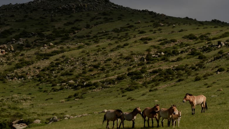 بالصور..للخيول مكانة كبيرة في أرض "جنكيز خان"