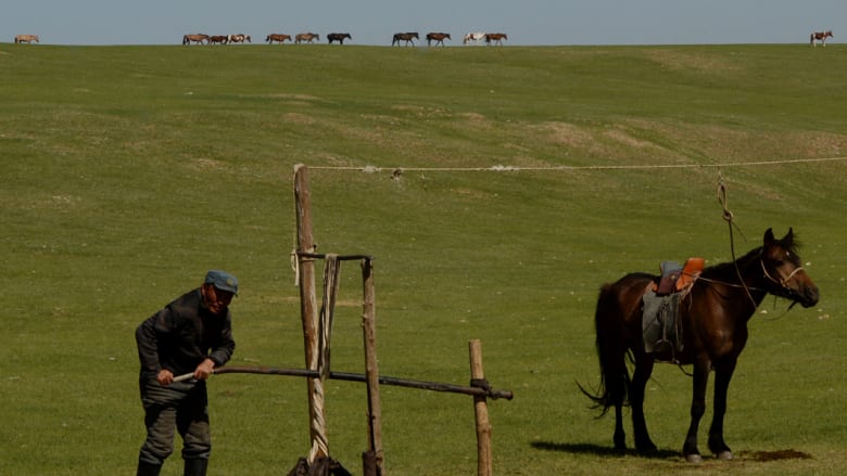 بالصور..للخيول مكانة كبيرة في أرض "جنكيز خان"
